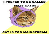 Hipster Kitty