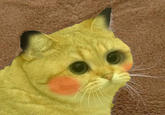 Starecat / Grafics Cat