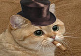 Starecat / Grafics Cat