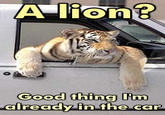 JESUS CHRIST IT'S A LION GET IN THE CAR!