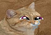 Why Wub Woo / Dashface