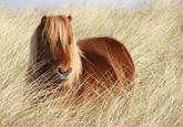 Ponies
