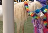 Ponies