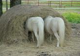 Ponies