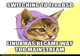 Hipster Kitty