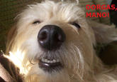 Dorgas