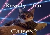 A Cat Is Fine Too
