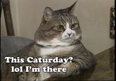 Caturday