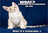 Caturday