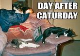 Caturday
