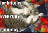 Caturday