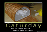 Caturday