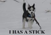 Insanity Puppy
