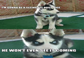 Insanity Puppy