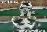 Insanity Puppy