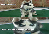 Insanity Puppy