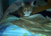 Cats