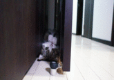 Maru the Cat