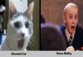OMG Cat