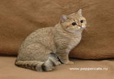 Starecat / Grafics Cat