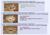 Starecat / Grafics Cat