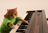 Keyboard Cat