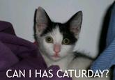 Caturday