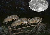 Three Wolf Moon