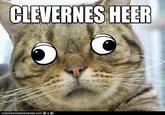 LOLcats