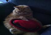 The Sneaky Hat