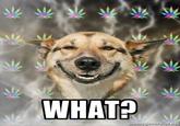 Stoner Dog