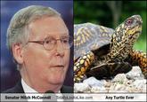 Totally Looks Like / Separated At Birth