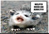 I need an adult