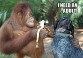I need an adult