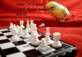 bird.JPG