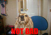 Obama Rage Face / Not Bad