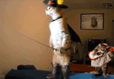 Standing Cat