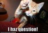 LOLcats