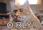 O RLY?
