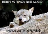 Ignorant to Adversity wolf