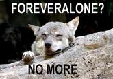 Ignorant to Adversity wolf
