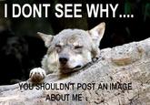 Ignorant to Adversity wolf