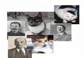 Peter the Cat (The King of /b/)