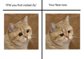 Starecat / Grafics Cat