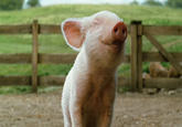 Cute Animals