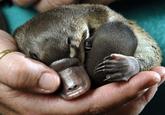 Cute Animals
