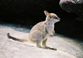 Cute Animals