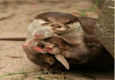 Cute Animals