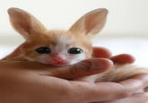 Cute Animals