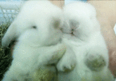 Cute Animals